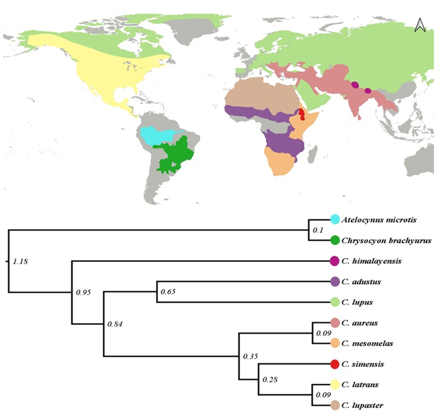 Figura 2. Evolución de la distribución del género Canis según un árbol filogenético bayesiano. Los números en los nodos indican la probabilidad posterior para el análisis bayesiano.